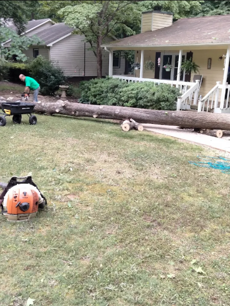 Large felled tree cut into sections in a residential yard